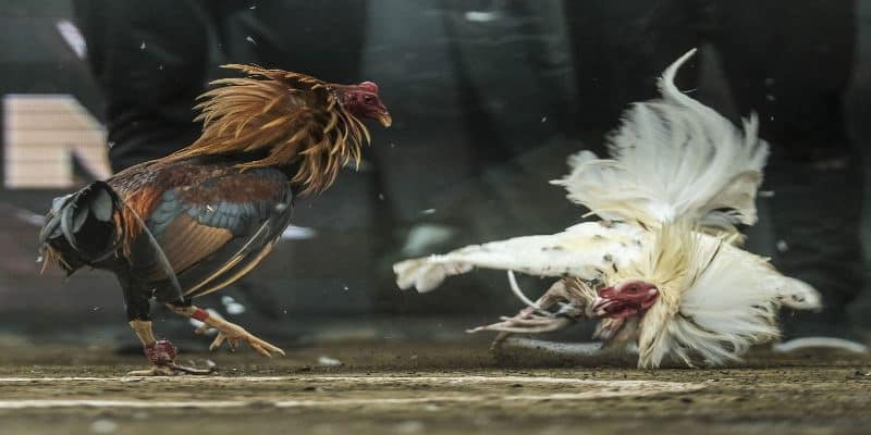 Cách chăm sóc chiến kê đá xạ tốt nhất từ sư kê lâu năm